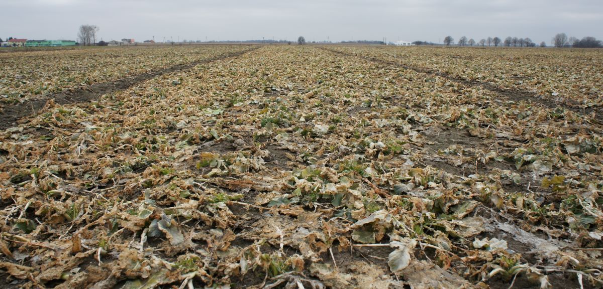 Jak Bezpiecznie Przesiewać Rzepak Gdy Trzeba Zlikwidować Plantację 2276