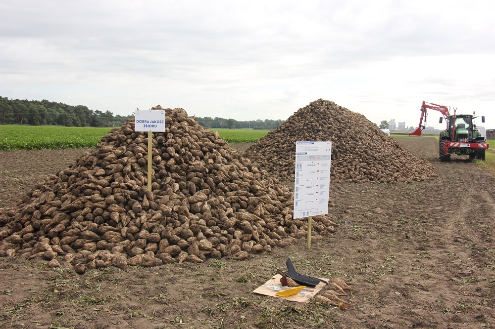 Uprawa Pasowa Burak W Cukrowych Jak Sprawdza Si Strip Till