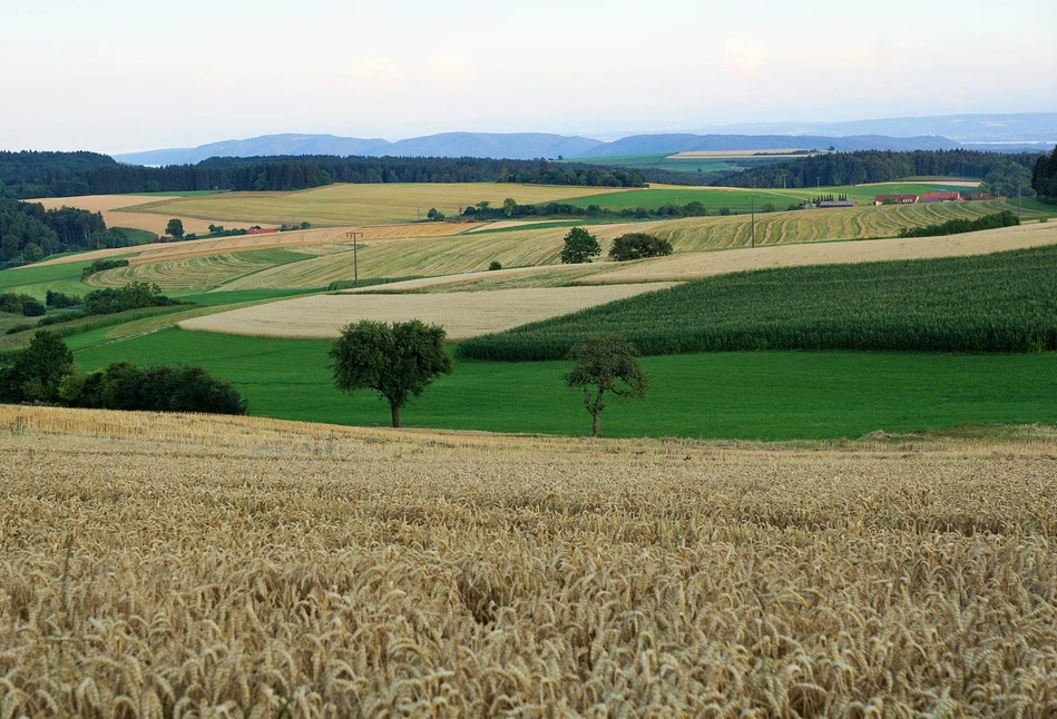 Jak izby rolnicze w Niemczech pomagają rolnikom?