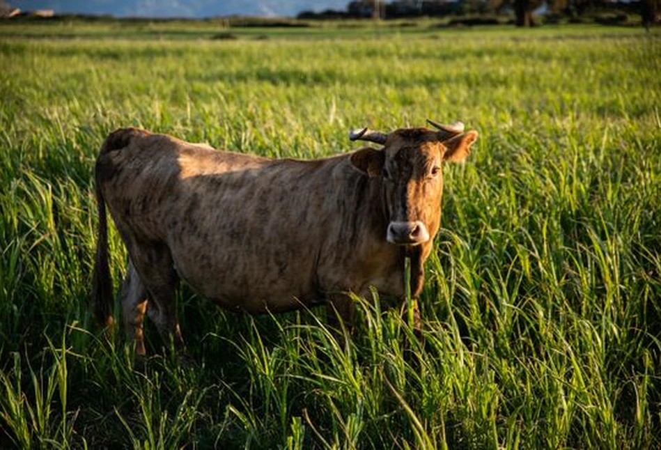 Vache tigre, czyli tygrysia krowa