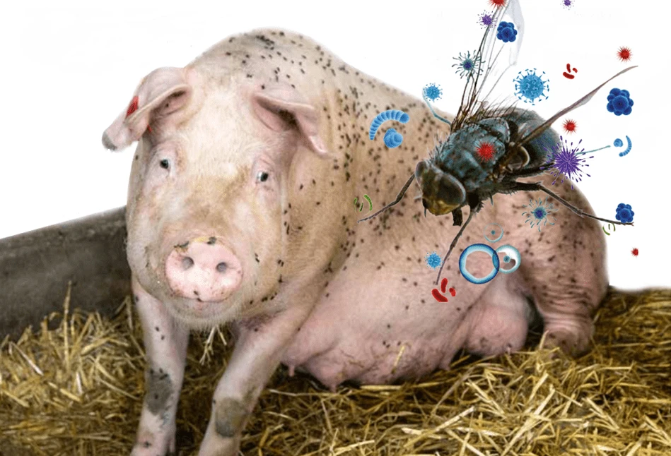 Muchy w chlewni: jakie choroby świń przenoszą?
