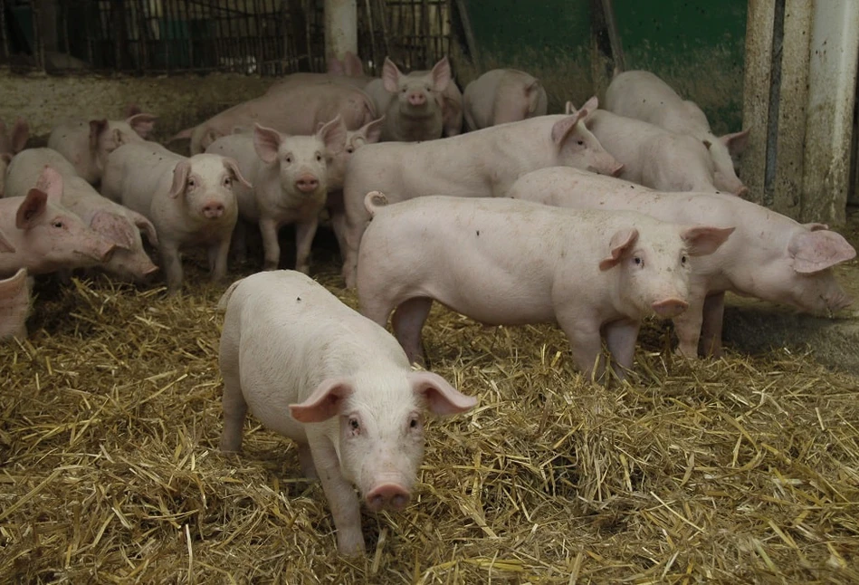 Co łączy redukcję zużycia antybiotyków i dobrostan zwierząt?