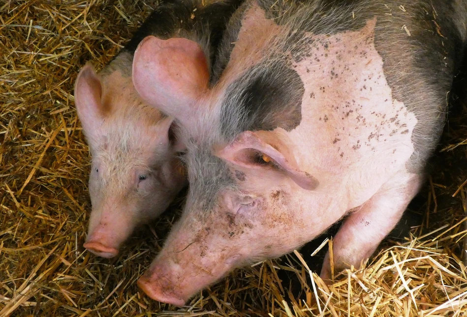 Kończy się nabór wniosków o wsparcie na bioasekurację