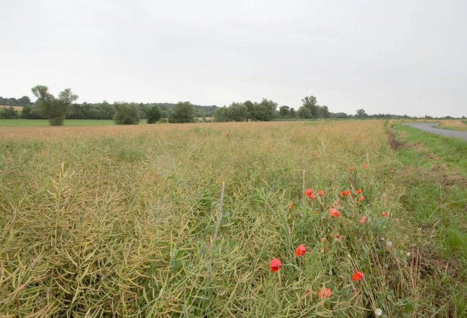 Rzepak nerwowo reaguje na giełdowe ruchy na soi