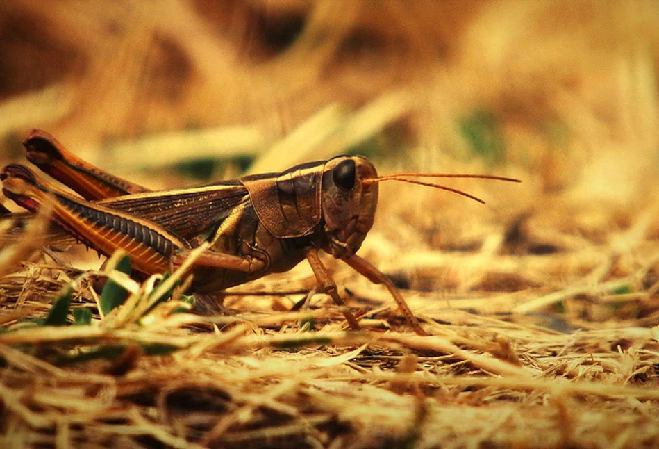 Plaga szarańczy niszczy kukurydzę w Rumunii