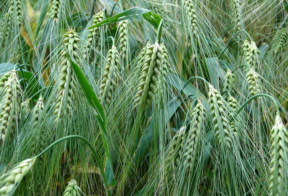 Jakie są różnice w agrotechnice jęczmienia jesienią?