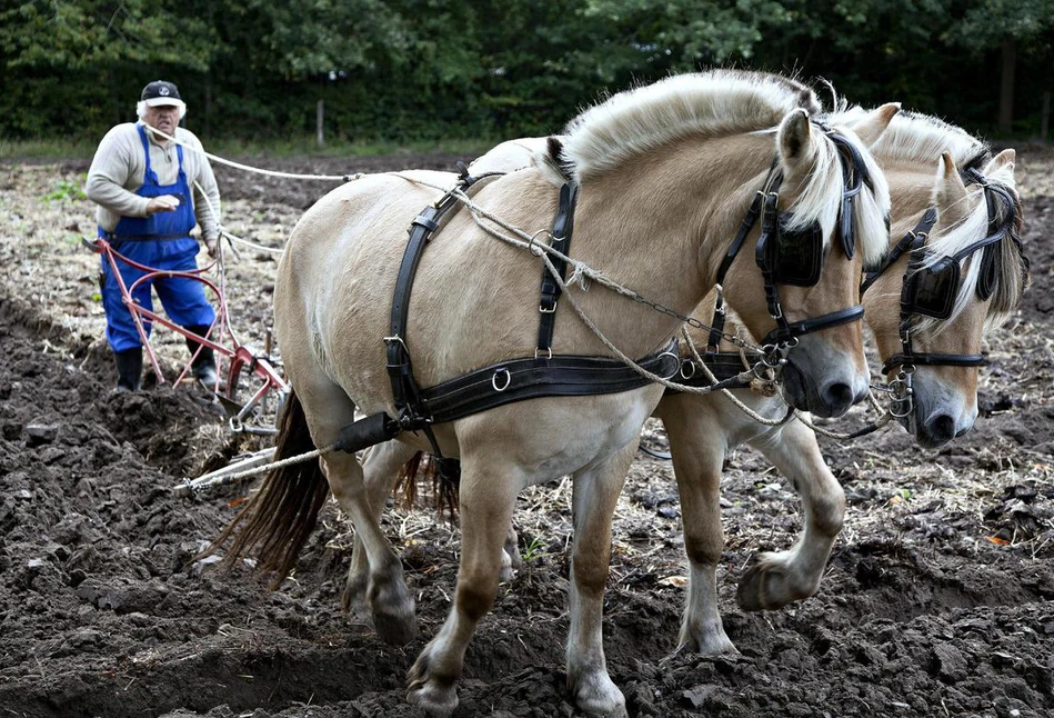 Wysokie ceny produkcji dobijają rolników na Litwie. "Sprzedałem ciągniki i używam koni do uprawy"