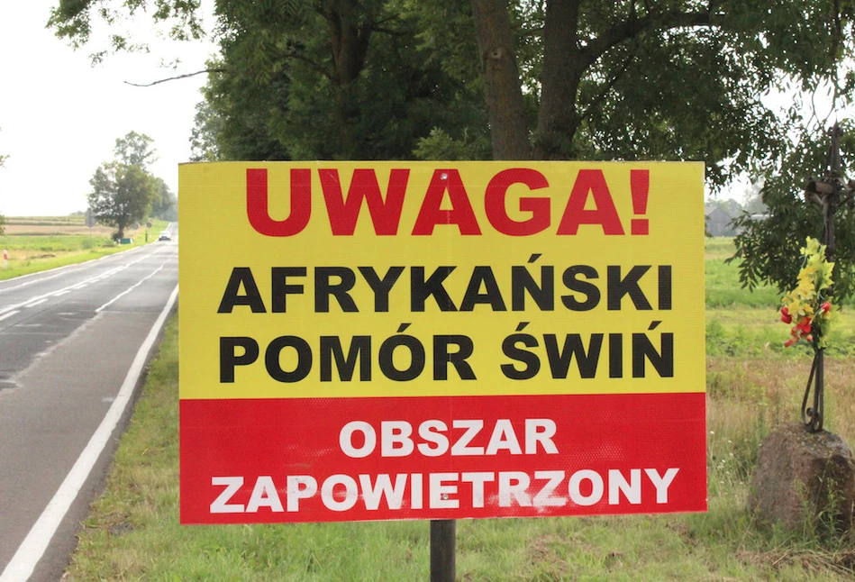 Kolejne ogniska afrykańskiego pomoru świń (ASF)