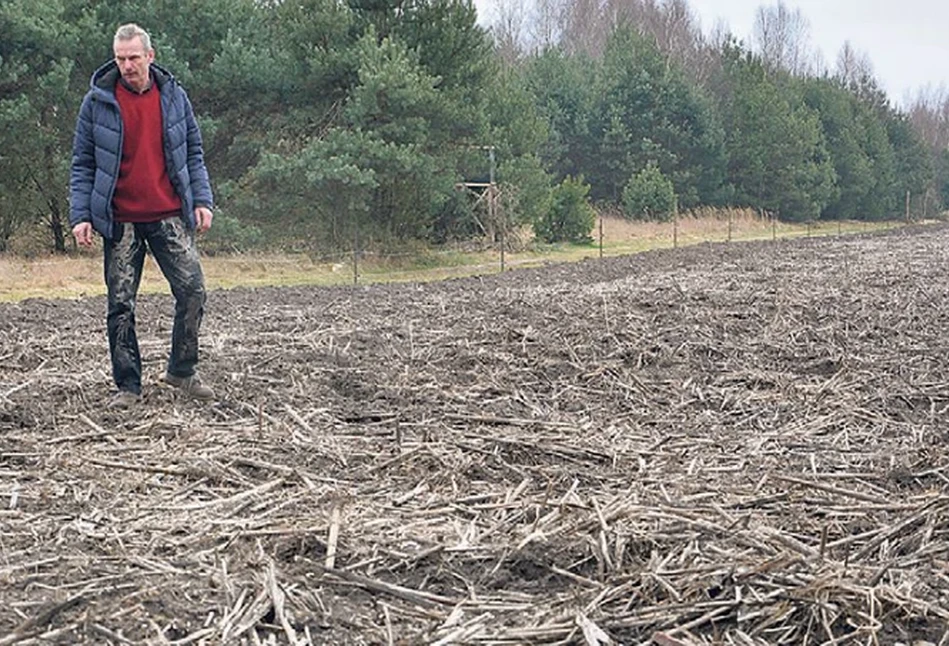 Rolnik stracił 56 tys. złotych przez dziki. Ale dla koła łowieckiego sprawa jest zamkniętą