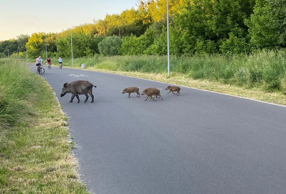 Chociaż odstrzał dzików jest skuteczniejszy, to wciąż jest wiele ognisk ASF