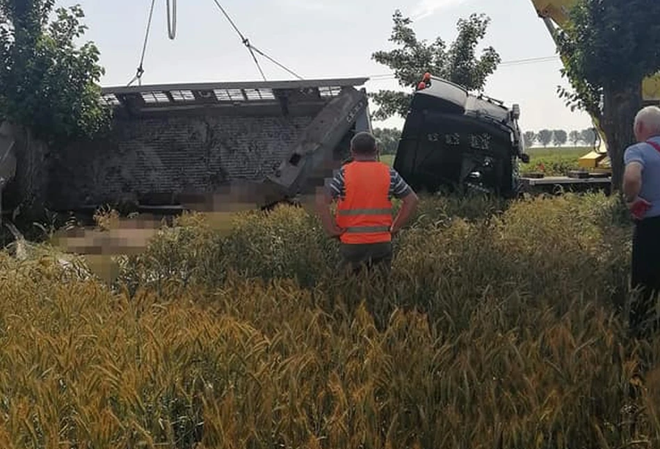 Wypadek auta ze świniami. Niemal 100 świń umierało w męczarniach