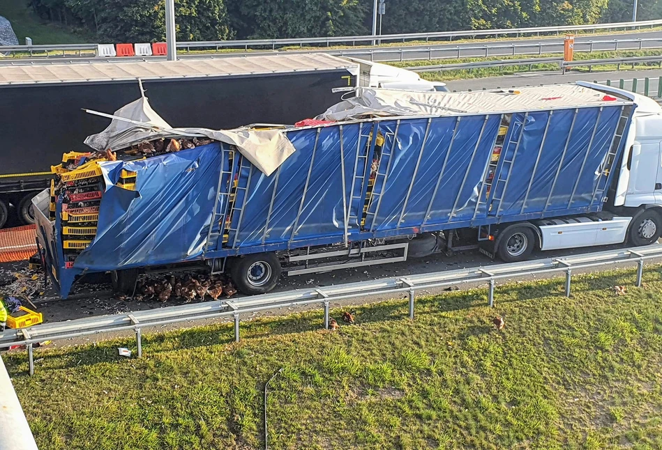 Setki kur na autostradzie. Droga zablokowana po wypadków dwóćh ciężarówek