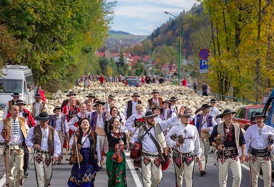 Ponad tysiąc owiec zablokowało drogi – redyk w Szczawnicy