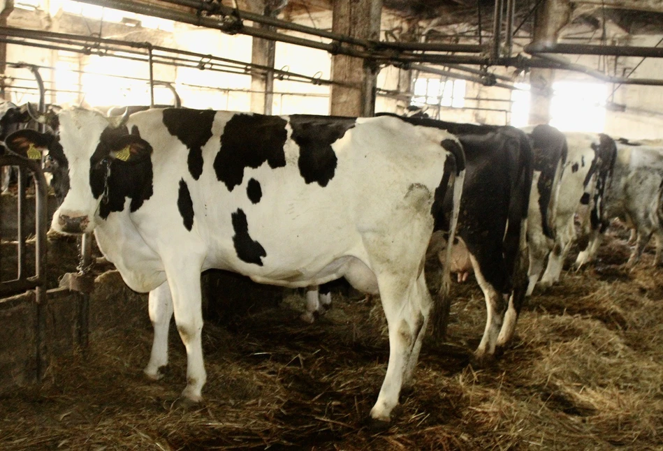 Czy rolnicy odstawiający mleko wytrzymają przy tak szybko rosnących kosztach produkcji?