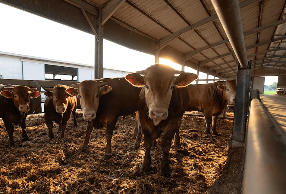 Krajowe Spotkanie Sektora Wołowiny w ramach sieci BovINE