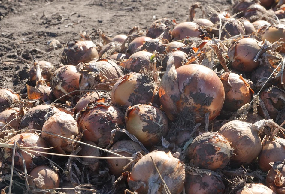 Cebula nawadniana kroplowo - Zapraszamy do Strzałkowa!