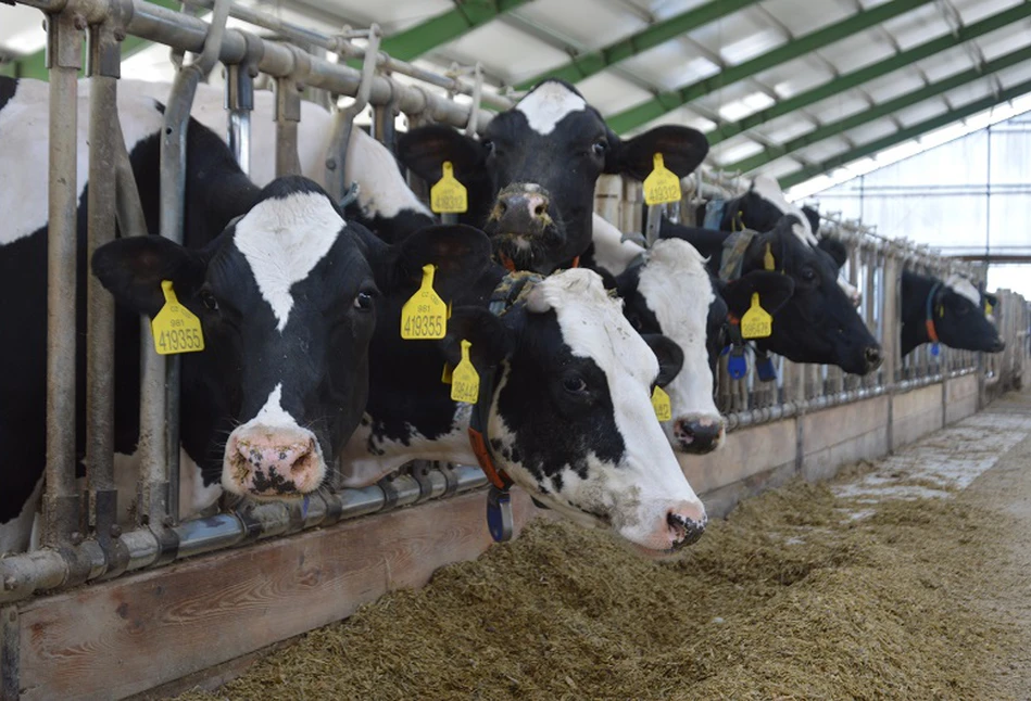 Czeska obora z biogazownią. Jak to działa w praktyce?