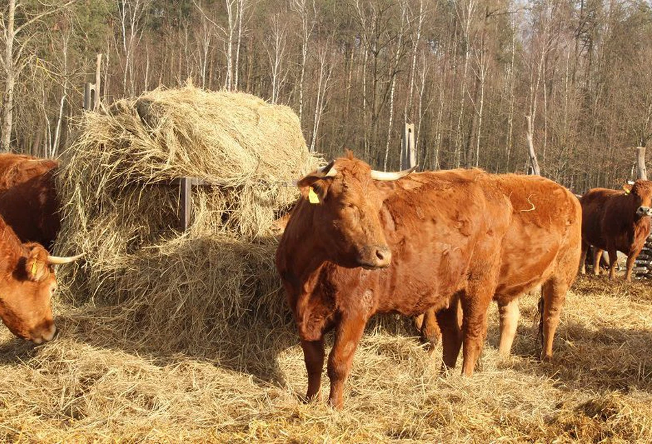 Ceny bydła spadają. Jakie stawki oferują zakłady mięsne? Jakie będą ceny bydła w 2023 roku?