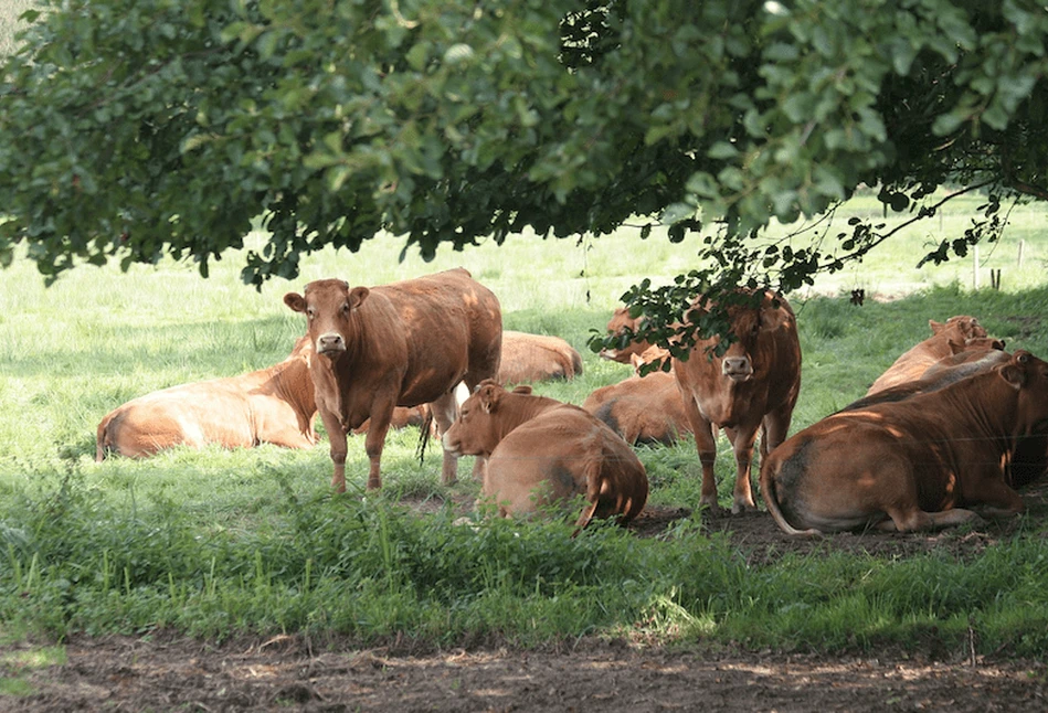 Ceny bydła – dobra passa dalej trwa