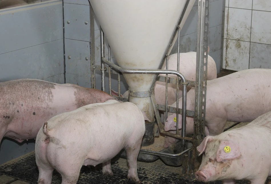 Ceny tuczników w Niemczech poszły w górę. Czy ceny świń wzrosną też w Polsce?