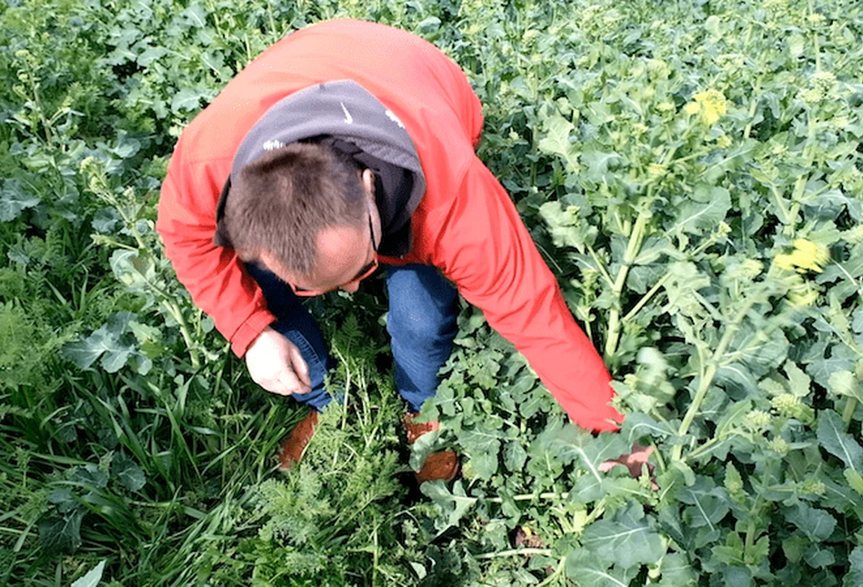 Rzepak wchodzi w fazę kwitnienia – początek zabiegów na płatek