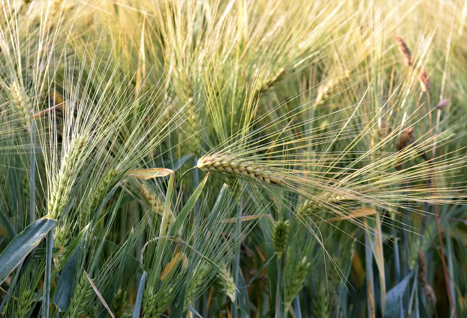 Maxim Power od Syngenty zyskał nowe właściwości