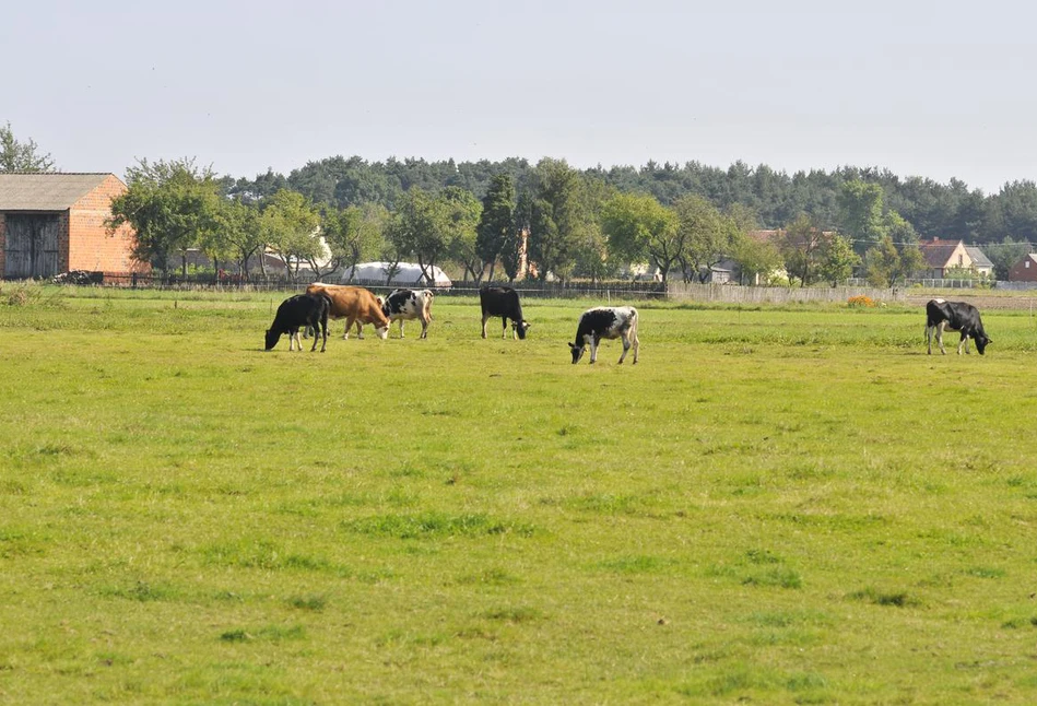 Spada pogłowie bydła i krów mlecznych w Unii Europejskiej