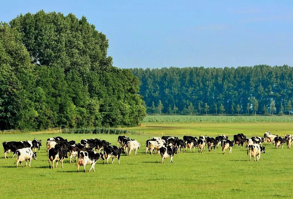 Czy komornik może zająć rolnikowi dopłaty bezpośrednie?