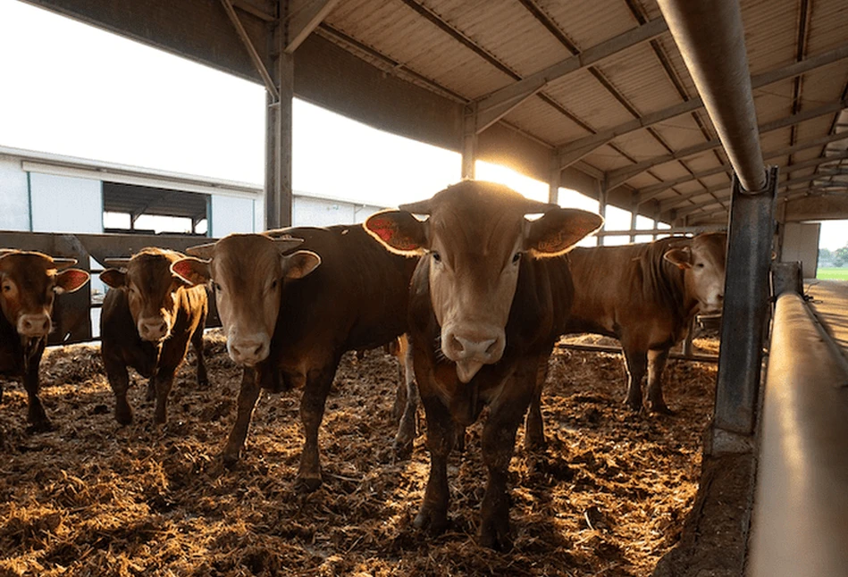 Sieć BovINE – ruszyła międzynarodowa konferencja! Oglądaj na żywo!