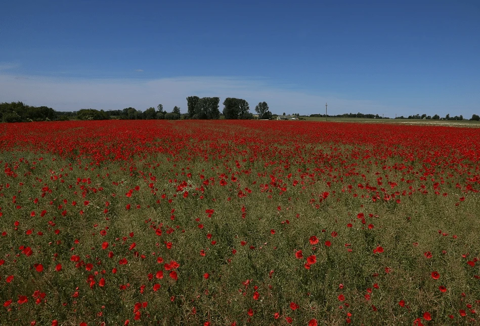 Czy komornik może usunąć dłużnika z mojej ziemi?