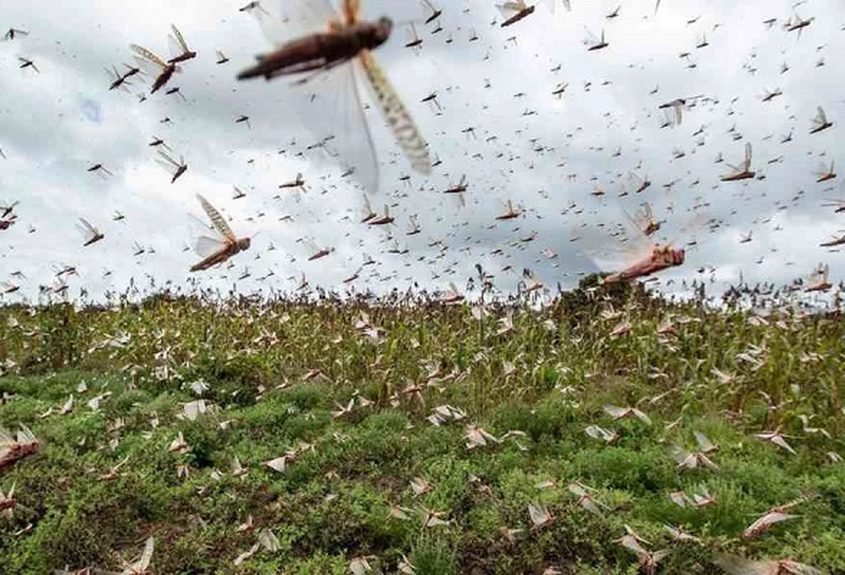 Biblijna plaga uderza w rolników na południu Europy