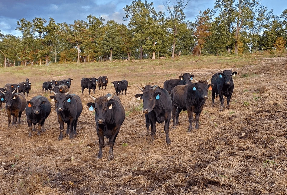 Wołowina Wagyu jako produkt premium szansą na zwiększenie opłacalności hodowli bydła