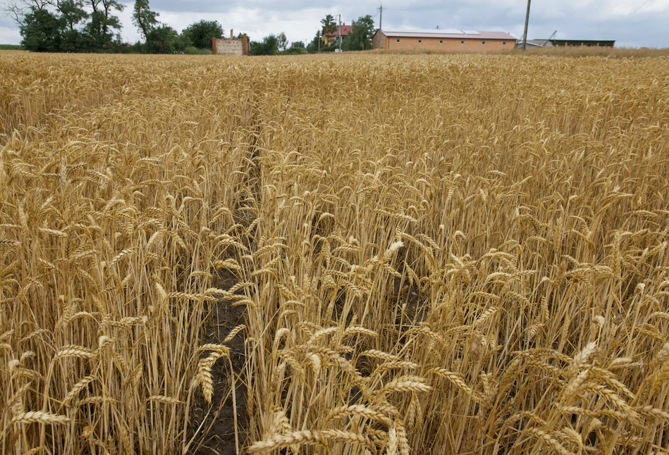 USDA: po raz pierwszy od ośmiu lat, spadną zapasy pszenicy w Chinach