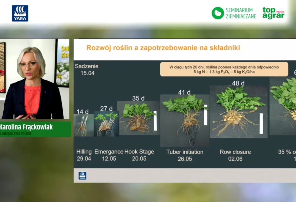 Nawożenie decyduje o jakości ziemniaka