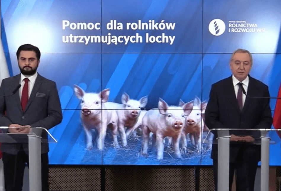 1000 zł do każdej lochy! - Nowy program pomocy dla producentów świń