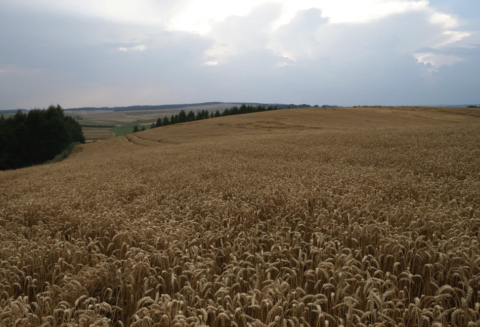 Optymistyczne prognozy ukraińskich zbiorów zbóż w 2021 r.