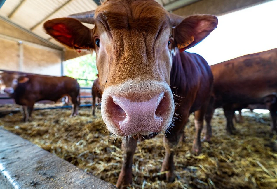 Producenci zwierząt walczą o zakaz wstępu dla aktywistów na czas epidemii