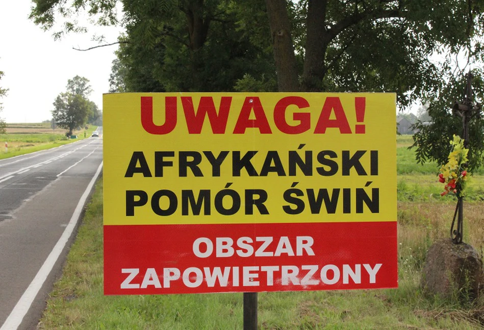 To już pewne! Mamy pierwsze ognisko ASF u świń w Polsce