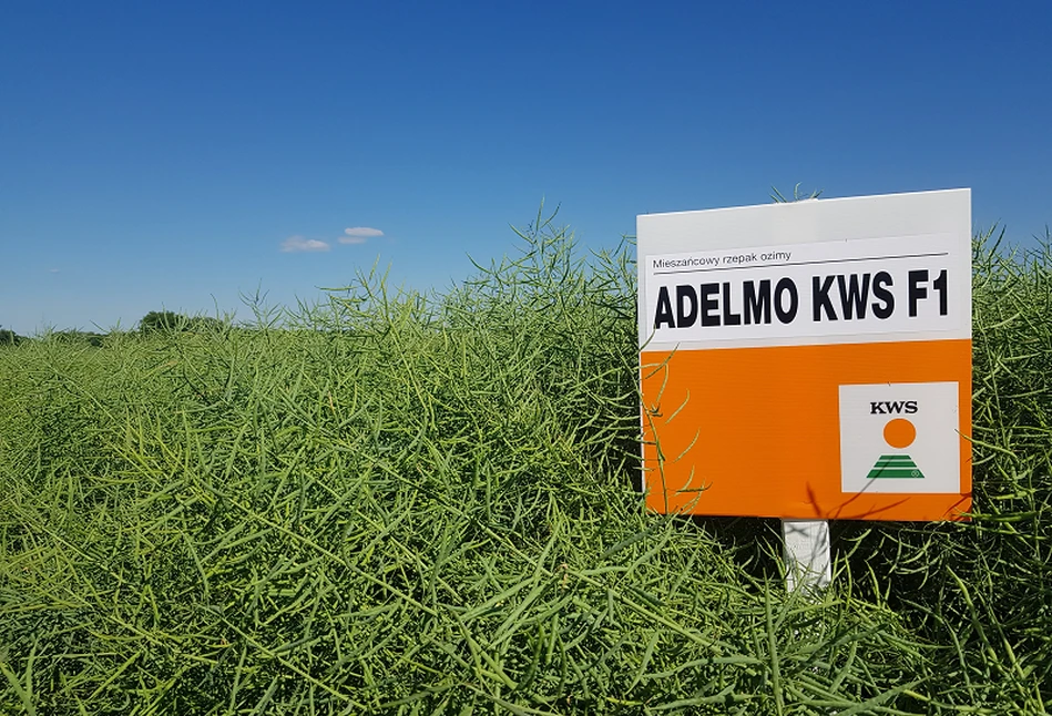 Prawidłowy wybór odmiany zwiększa szanse na wysoki plon