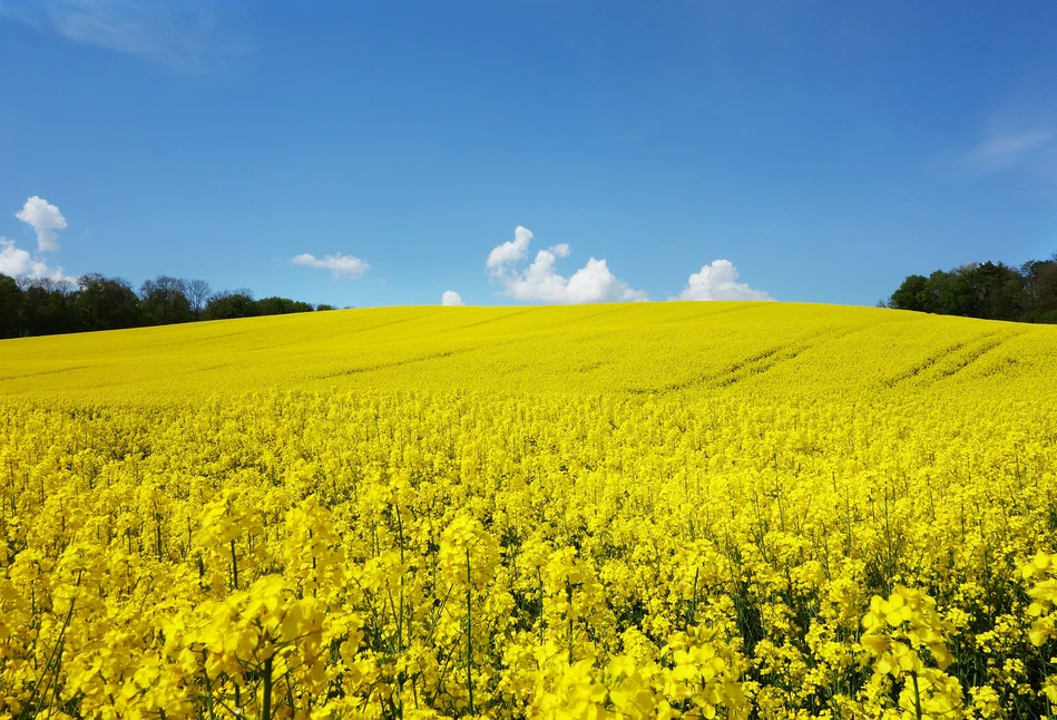 Treso - nowy fungicyd do ochrony rzepaku od Syngenta