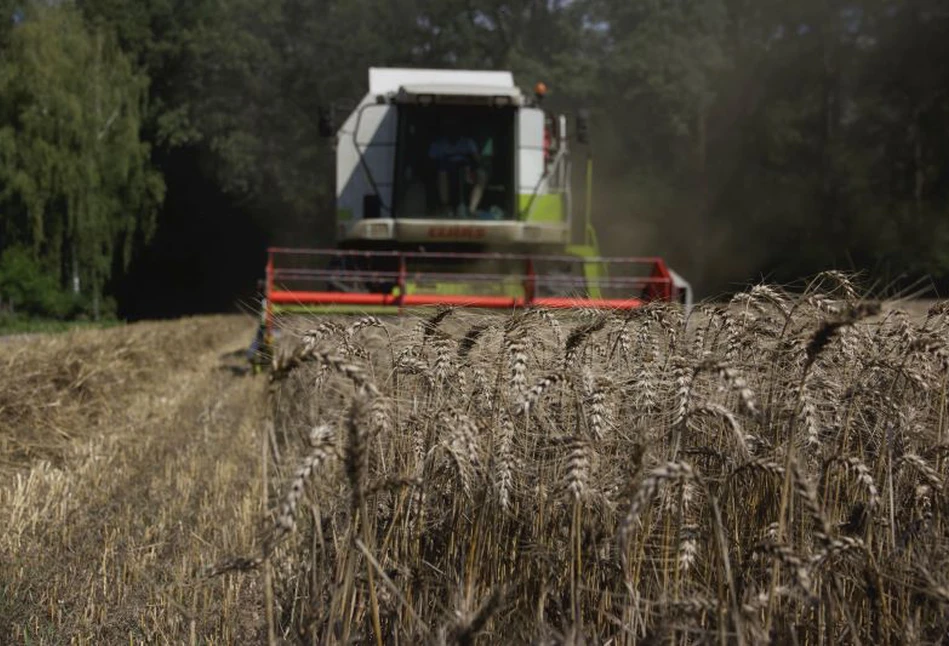 Raport USDA: Powrót do rekordów w zbiorach pszenicy