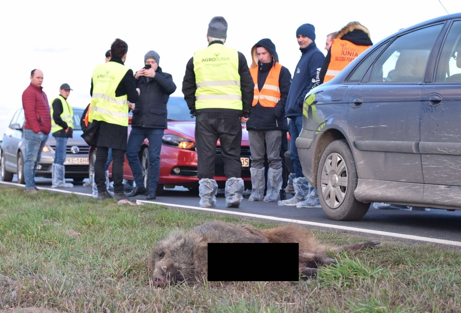 Rolnicy zablokowali drogę pod Śremem. Protest przeciwko podwójnym standardom w walce z ASF