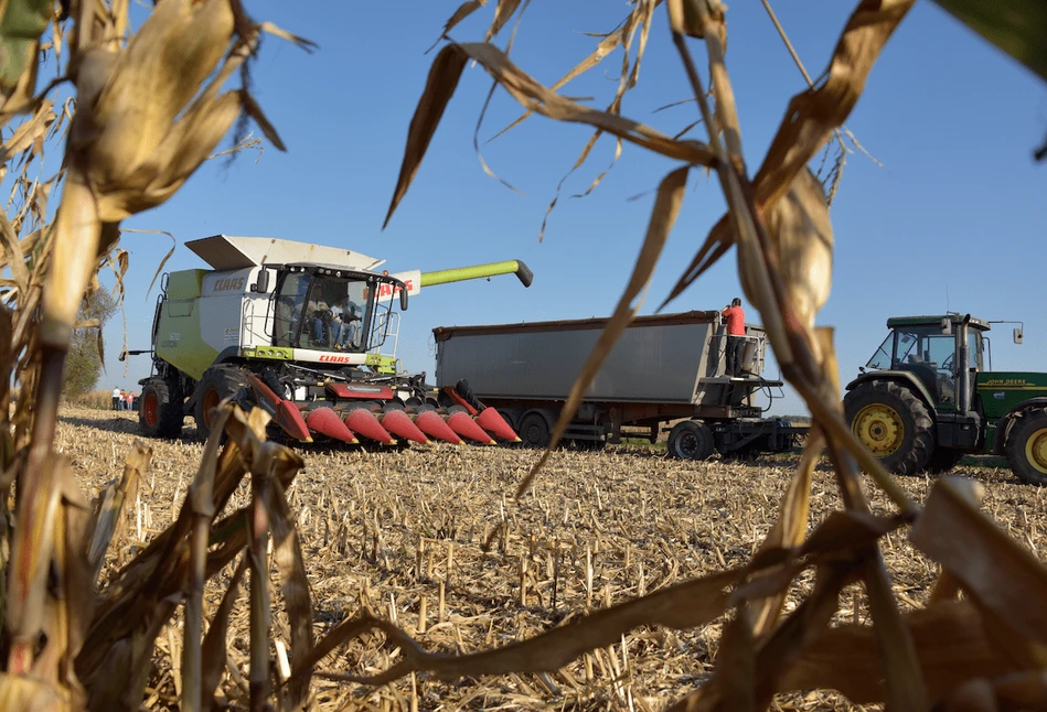 Raport IGC: Światowa produkcja zbóż w sezonie 2021/22 wzrośnie o 61 mln ton