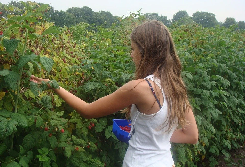 Rosną ceny malin. Czy opłca się je uprawiać?