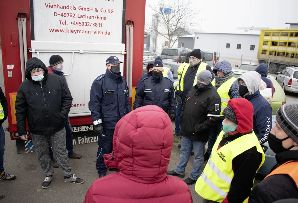 Ubojnia, która kupiła świnie z Niemiec, odpiera zarzuty rolników z AgroUnii i Solidarności RI