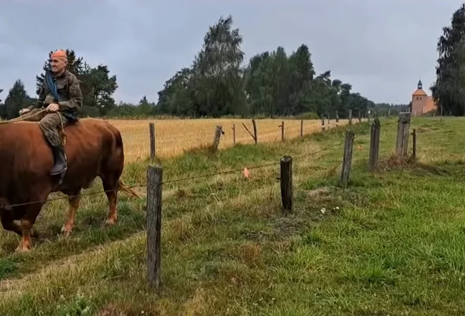 Roman to Legenda z Warmii. Jeździ do pracy na byku ważącym 1 tonę