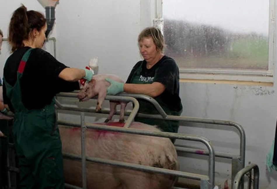 Choroby układu oddechowego świń groźne dla ciężarnych loch