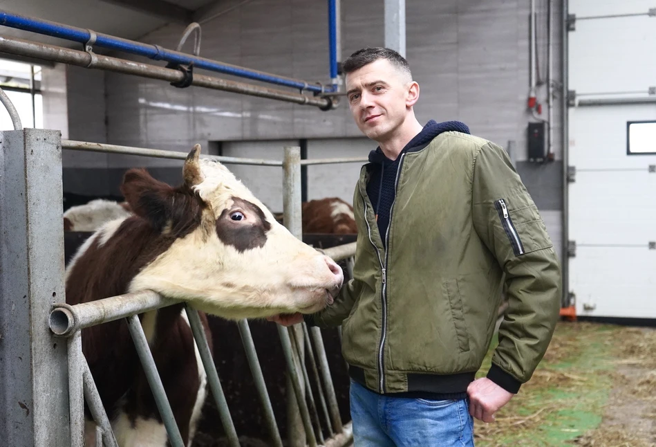 Rolnik z Podlasia zdradza jakie są plusy i minusy produkcji mleka przez simentale