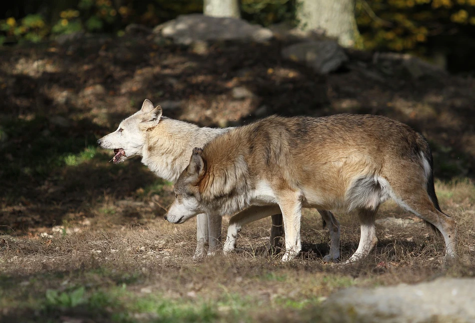 Chodzież ostrzega: Uwaga na wilki we wsiach! Podchodzą do gospodarstw