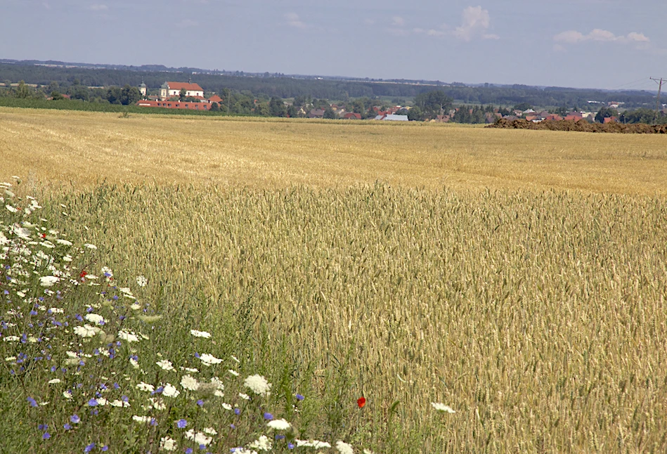 Susza widziana okiem satelity